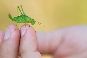 Images Dated 21st August 2018: Marco image of an insect