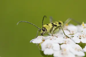 Images Dated 13th August 2013: Marco image of an insect
