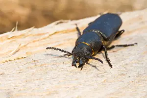 Images Dated 5th July 2013: Marco image of an insect