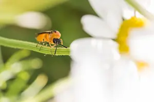 Images Dated 21st September 2019: Marco image of an insect