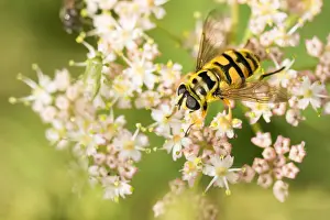 Images Dated 19th August 2019: Marco image of an insect
