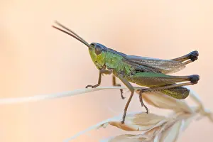 Images Dated 1st July 2015: Marco image of an insect