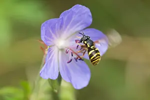Images Dated 19th August 2019: Marco image of an insect