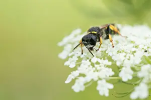 Images Dated 1st August 2019: Marco image of an insect