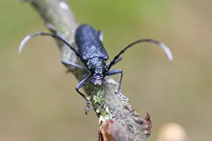 Images Dated 21st June 2013: Marco image of an insect