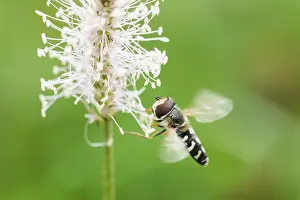 Images Dated 19th August 2019: Marco image of an insect