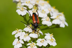 Images Dated 8th July 2013: Marco image of an insect