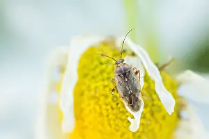 Images Dated 21st September 2019: Marco image of an insect