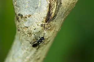 Images Dated 25th August 2019: Marco image of an insect