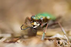 Images Dated 18th July 2013: Marco image of an insect