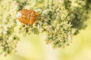 Images Dated 9th August 2019: Marco image of an insect