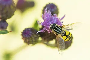 Slovenia Prints: Marco image of an insect