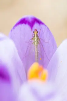 Images Dated 1st May 2015: Marco image of an insect
