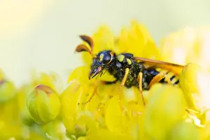 Images Dated 29th May 2015: Marco image of an insect
