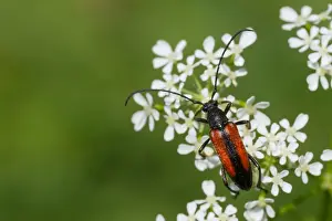 Images Dated 21st July 2013: Marco image of an insect