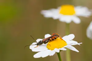 Images Dated 17th July 2013: Marco image of an insect