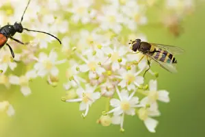 Images Dated 19th August 2019: Marco image of an insect