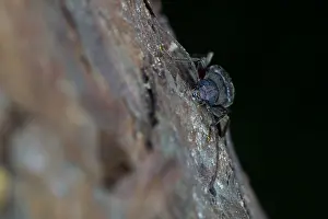 Images Dated 15th July 2013: Marco image of an insect