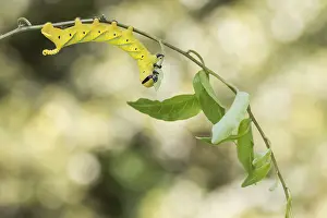 Wirbellose Prints: Marco image of an insect