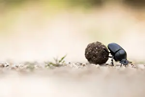Corsica Prints: Marco image of an insect