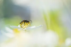 Images Dated 19th June 2019: Marco image of an insect