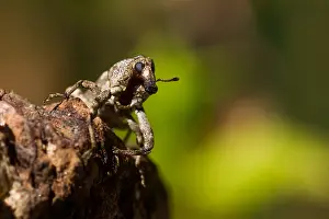 Images Dated 27th July 2013: Marco image of an insect