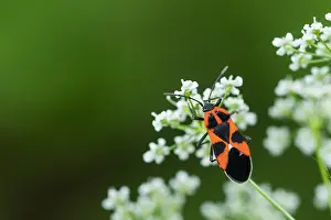 Slovenia Prints: Marco image of an insect