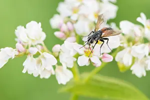 Images Dated 25th August 2019: Marco image of an insect