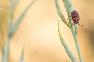 Romania Prints: Marco image of an insect