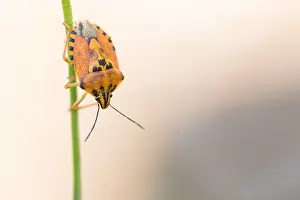 Images Dated 7th August 2019: Marco image of an insect