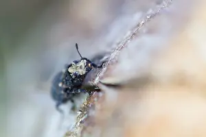 Images Dated 2nd July 2013: Marco image of an insect