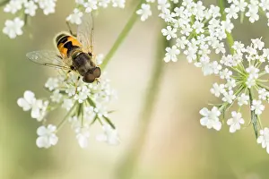 Romania Prints: Marco image of an insect