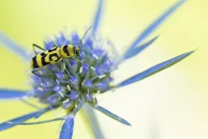 Images Dated 7th August 2019: Marco image of an insect