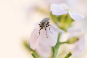 Images Dated 22nd September 2019: Marco image of an insect