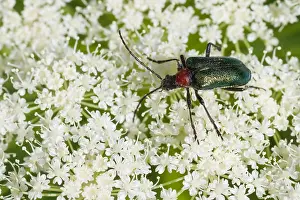Images Dated 23rd July 2013: Marco image of an insect