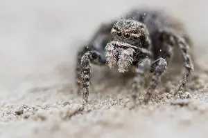 Images Dated 29th May 2015: Marco image of an insect