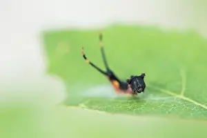 Images Dated 4th August 2019: Marco image of an insect
