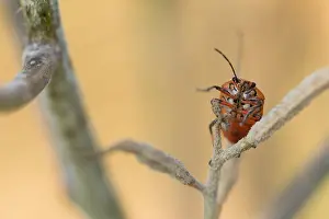 Romania Prints: Marco image of an insect