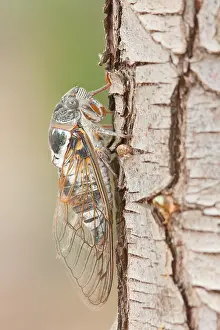 Images Dated 23rd July 2011: Marco image of an insect