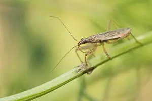 Images Dated 5th August 2019: Marco image of an insect