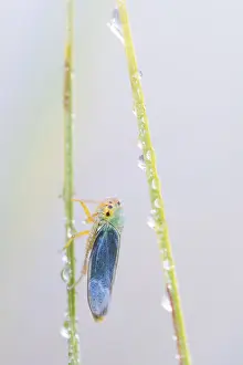 Images Dated 22nd July 2015: Marco image of an insect
