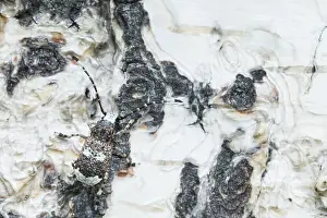 Images Dated 16th June 2019: Marco image of an insect