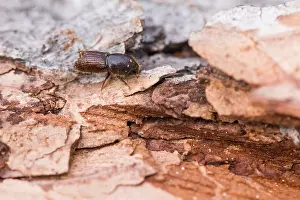 Images Dated 18th June 2019: Marco image of an insect