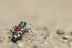 Wirbellose Prints: Marco image of an insect