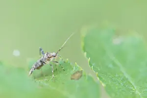 Images Dated 5th August 2019: Marco image of an insect