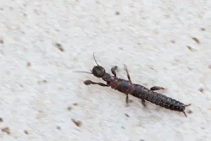 Corsica Prints: Marco image of an insect