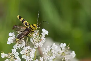 Images Dated 13th August 2013: Marco image of an insect