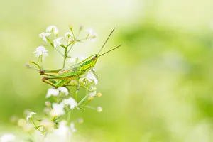 Images Dated 18th July 2018: Marco image of an insect
