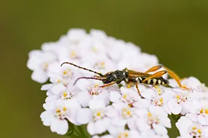 Images Dated 2nd July 2013: Marco image of an insect