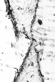 Images Dated 31st May 2019: Marco image of an insect